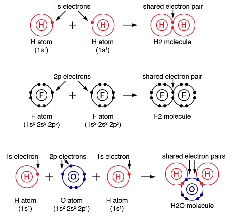 The hydrogen molecule is composed of two hydrogens sharing their one valence shell electron by a covalent bond.  A fluorine molecule is composed of two fluorine atoms sharing one of their valence shell electrons by a covalent bond.   The water molecule is composed of covalent bonds between two hydrogens and one oxygen atom. Two hydrogens share their one valence shell electron with oxygen. This way, each atom acquires an octet. 