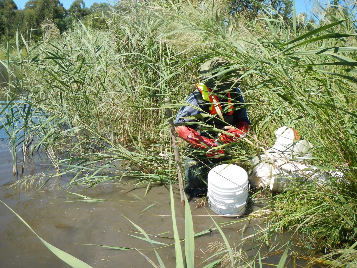 A man collecting water samples amongst reeds in a creek